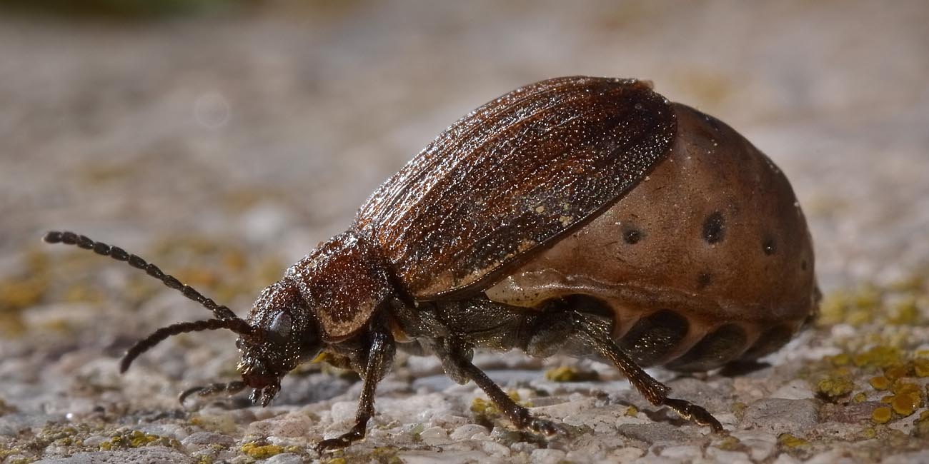 Galeruca interrupta?       No, Galeruca pomonae